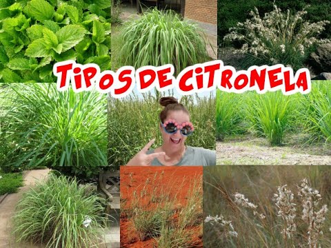 Citronela: Descubre los diferentes tipos de esta planta con propiedades repelentes