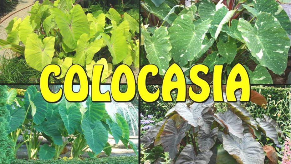Colocasia: Descubre los diferentes tipos de esta planta exótica