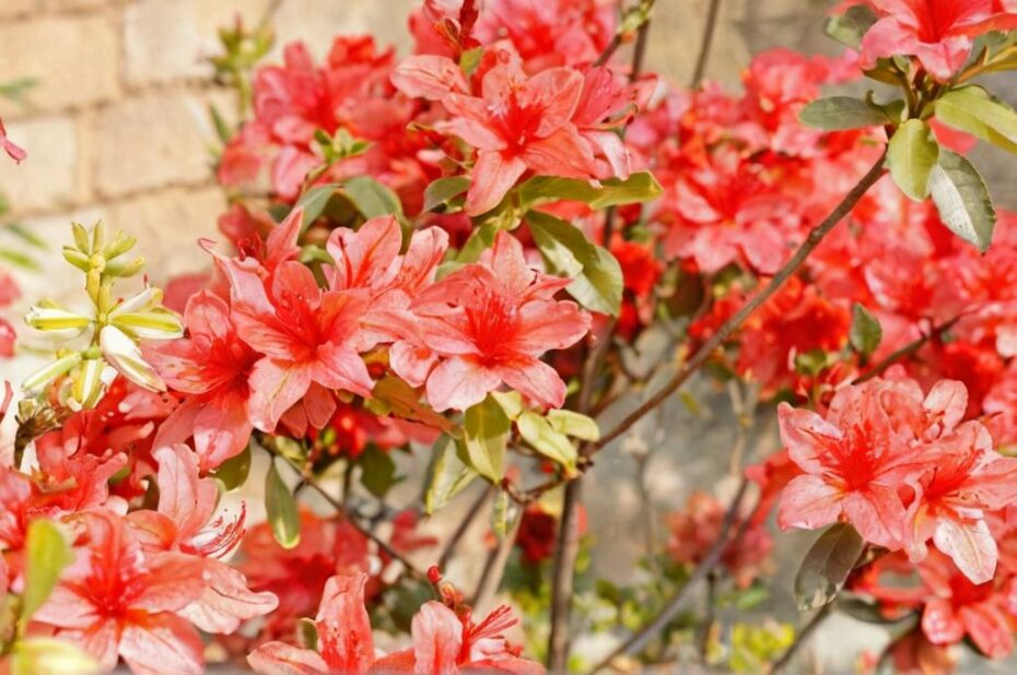 Tipos de azaleas