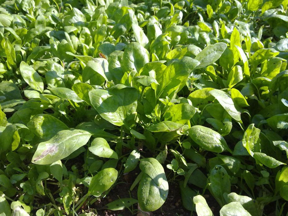 Tipos de espinacas: Descubre la diversidad y beneficios de estas plantas nutritivas