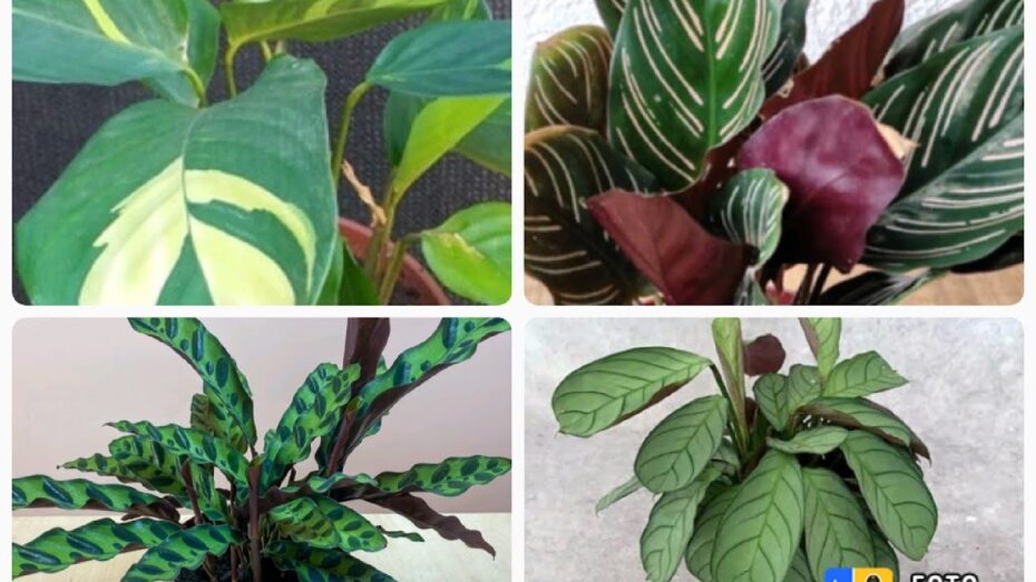 Maranta: Descubre los diferentes tipos de esta planta y su fascinante botánica