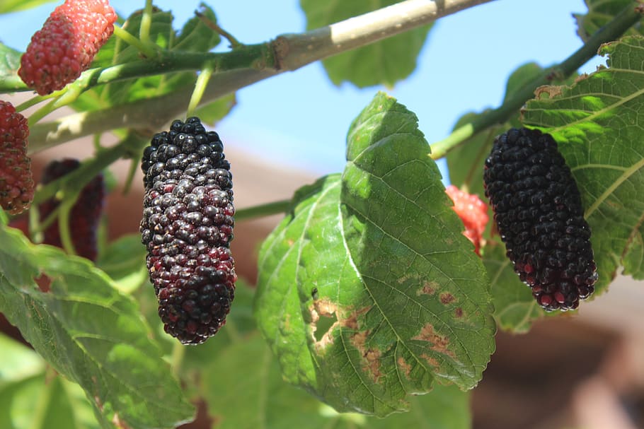 Moreras: Conoce los diferentes tipos y variedades de estas plantas
