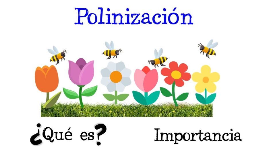 Polinización: Descubre los diferentes tipos y procesos en el mundo de las plantas
