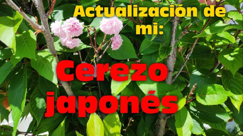 Prunus: Descubre los diferentes tipos de esta fascinante planta