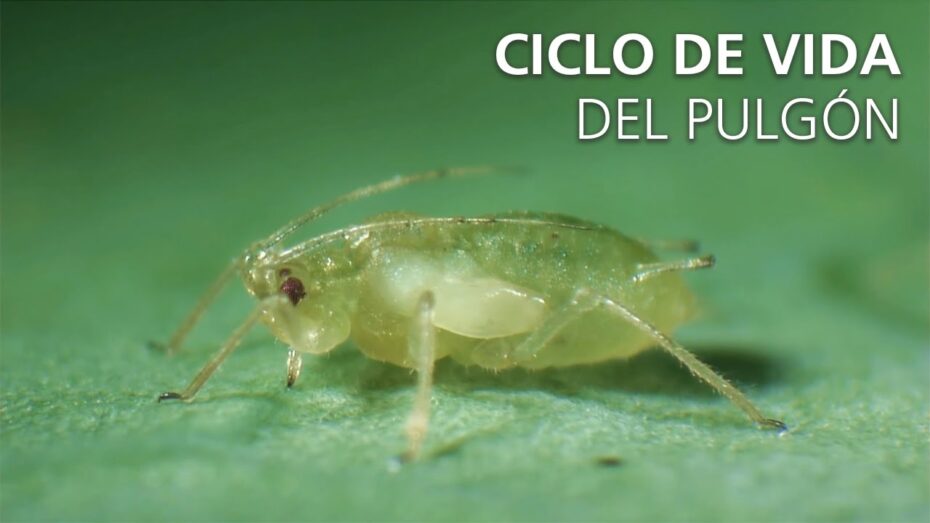 Pulgones: Conoce los diferentes tipos y su impacto en las plantas