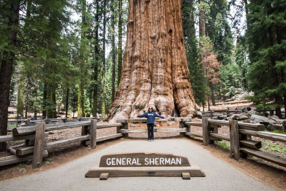 General Sherman: El árbol más grande del mundo - Todo lo que debes saber sobre él