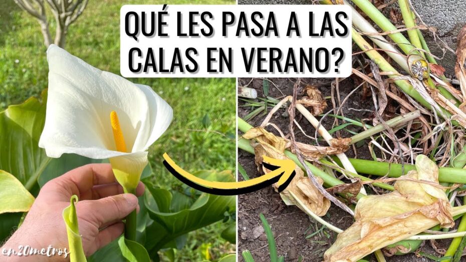 Poda de calas: Todo lo que necesitas saber sobre esta técnica de jardinería