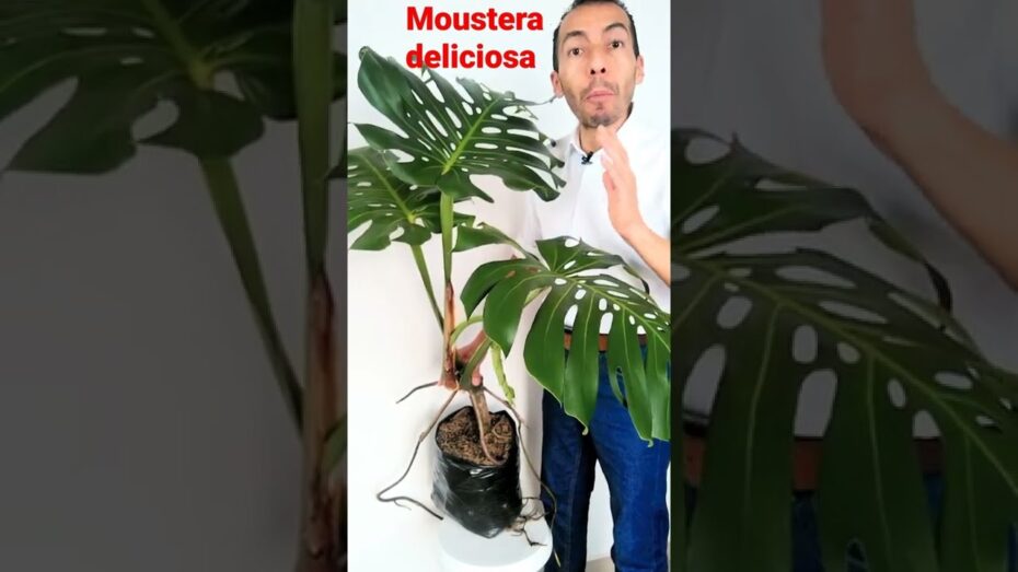 Monstera: Descubre todos los tipos que puedes usar para decorar tu casa