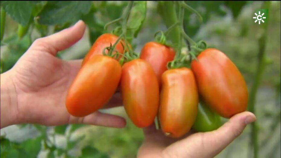 Tomate San Marzano: Descubre los secretos de esta variedad de tomate