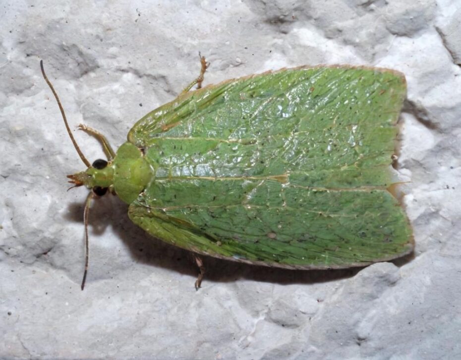 Tortrix viridana (Piral del roble y de la encina)