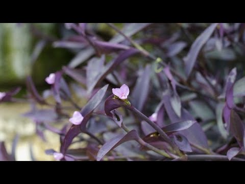 Cuidados de la Tradescantia pallida: todo lo que necesitas saber