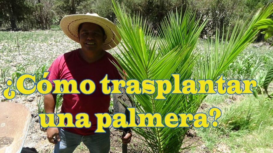 Trasplante de palmera: aprende cómo hacerlo correctamente