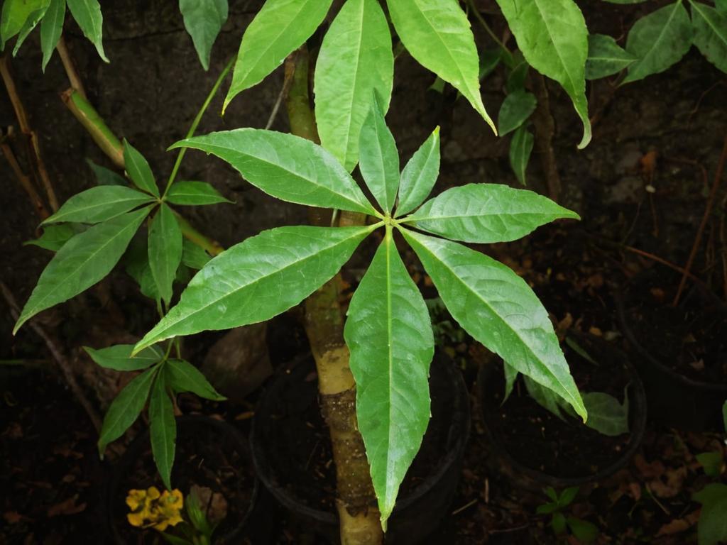 Trastornos fisiológicos de las plantas
