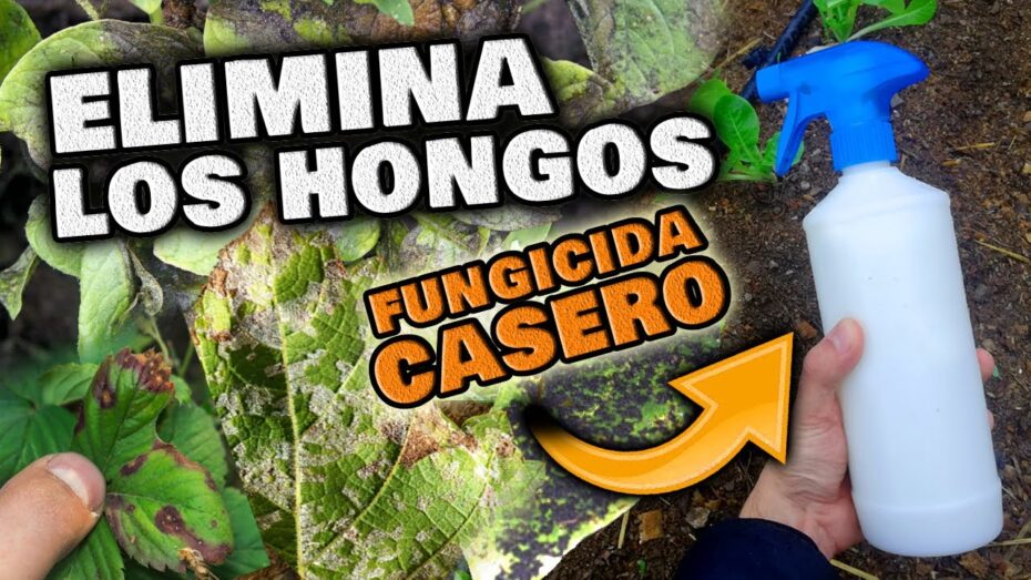 Tratamiento efectivo para la roya en rosales: consejos expertos de botánica