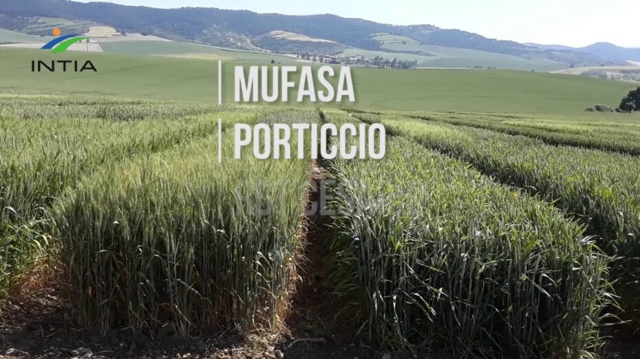 Trigo (Triticum): Todo lo que debes saber sobre esta planta y su importancia en la botánica