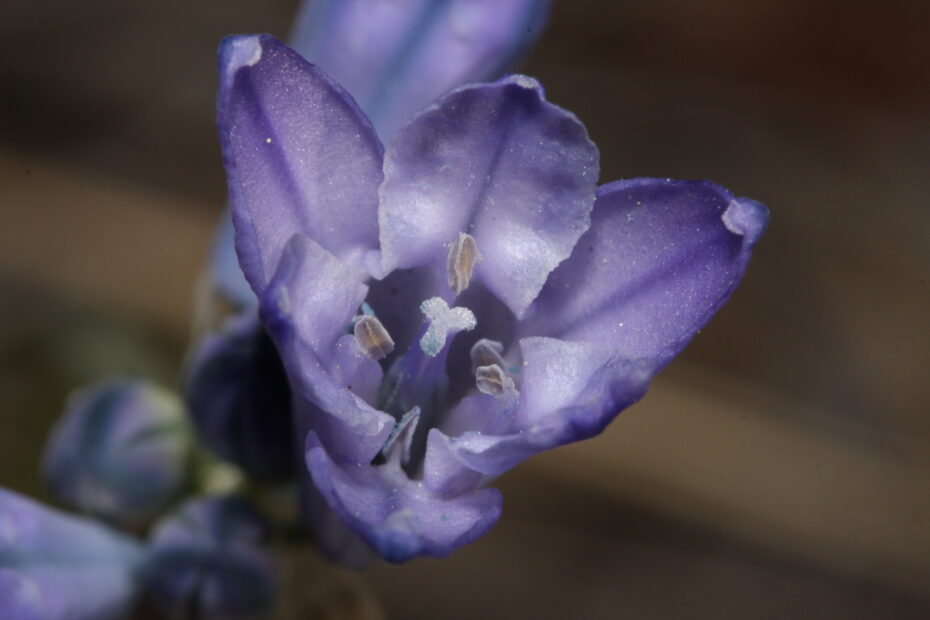 Triteleia: Conoce todo sobre esta fascinante planta y su origen botánico