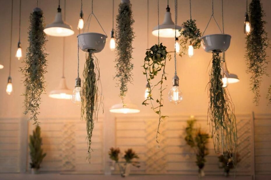 Truco infalible para acelerar el crecimiento de las plantas