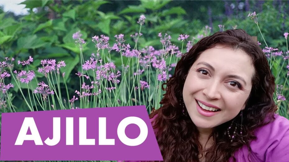 Cuidados y usos de la Tulbaghia: descubre todo sobre esta planta y sus beneficios