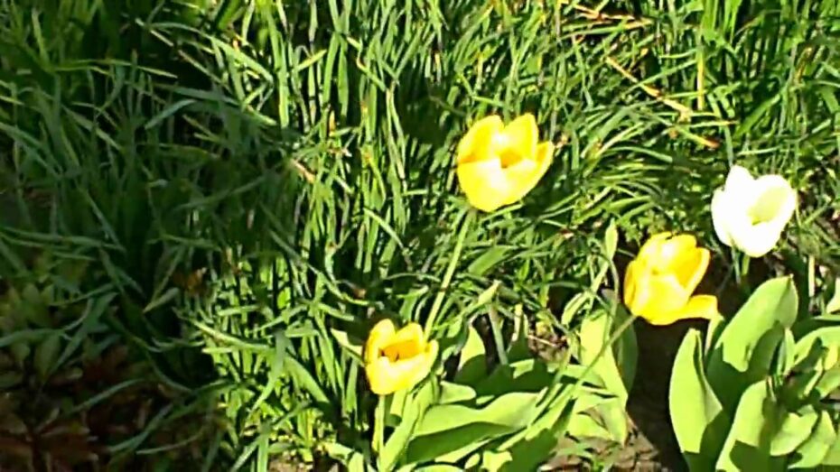 Tulipa gesneriana: Descubre todo sobre esta hermosa planta y su cuidado