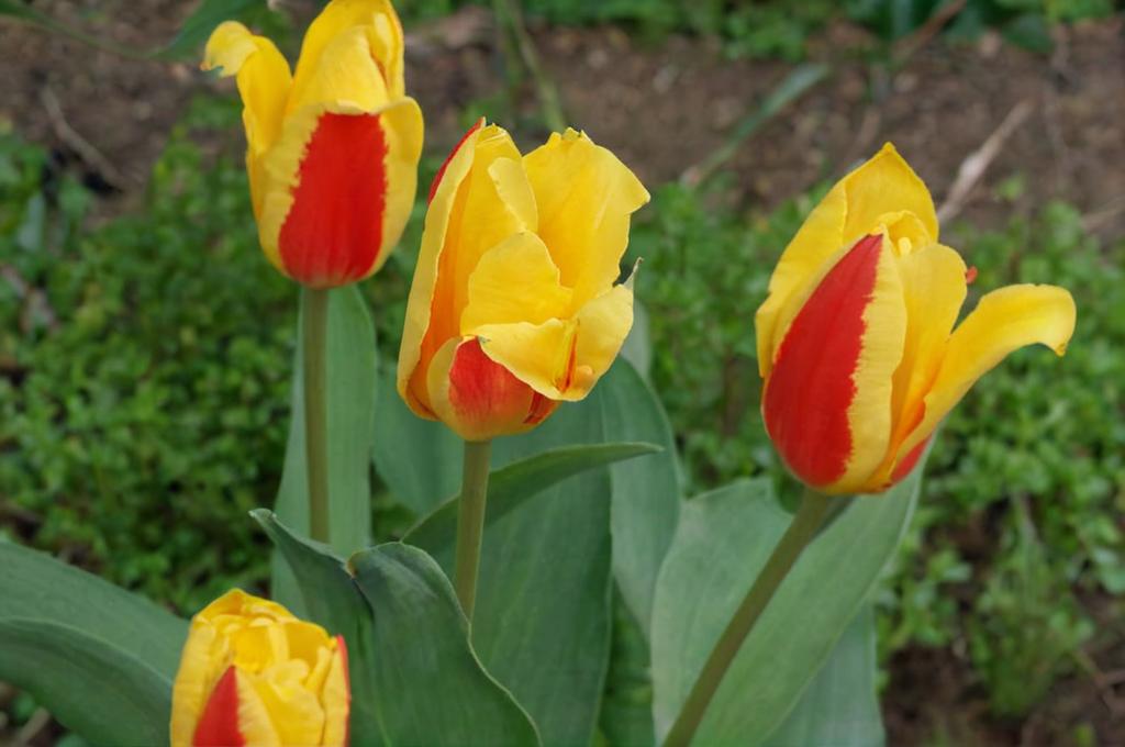 Tulipa kaufmanniana: el tulipán que conquista jardines