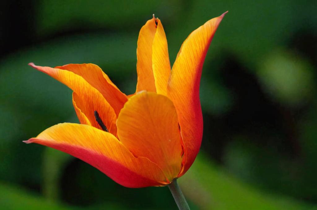 Tulipán Ballerina: todo lo que debes saber del tulipán bailarín