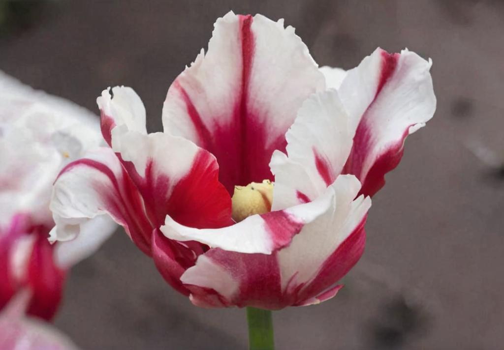 Tulipán Estella Rijnveld: características y cuidados para cultivarlo