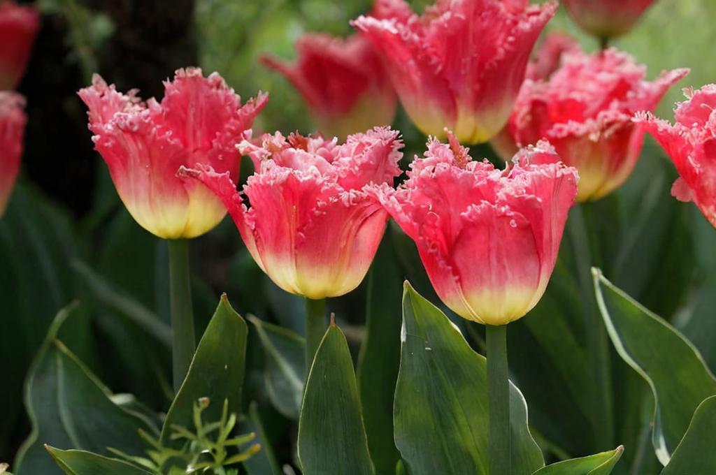 Tulipán Fancy Frills: Qué es y curiosidades