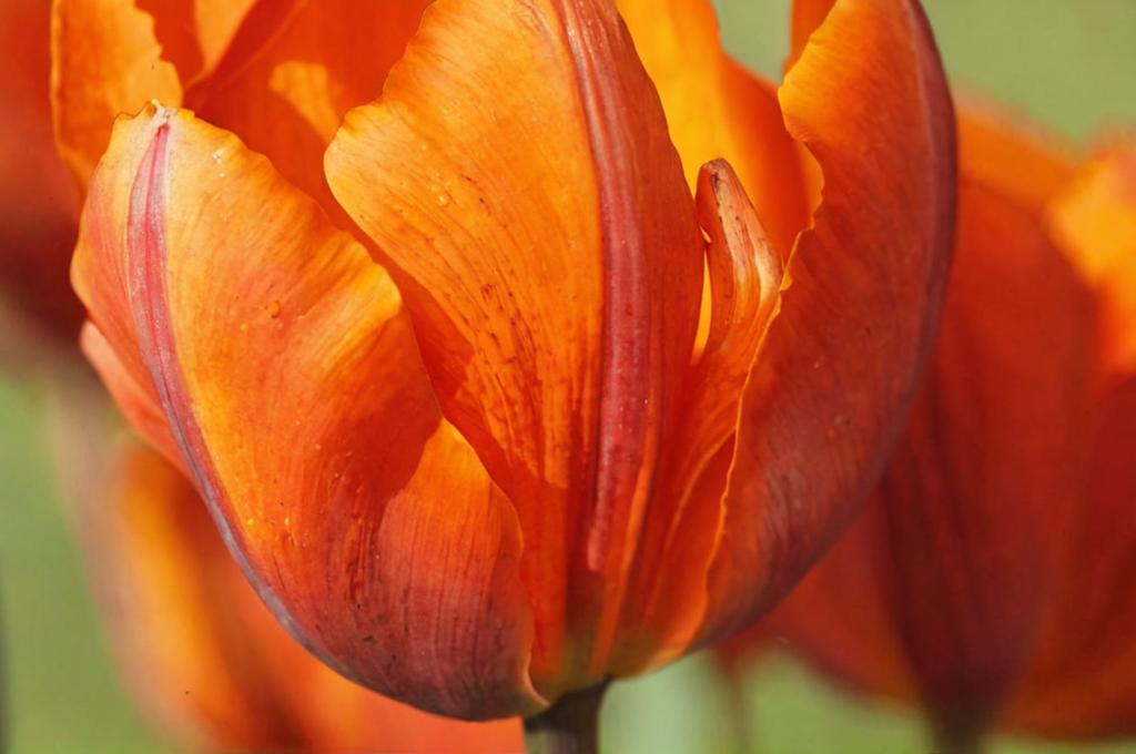 Tulipán Princesa Irene: todo lo que debes saber de él