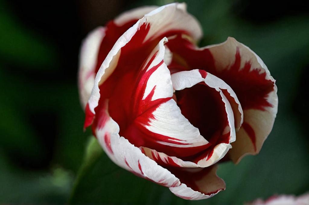Tulipán Rembrandt: características y cuidados de esta variedad