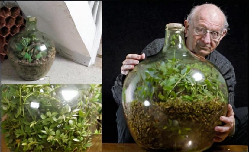 Un jardín en una botella que no se riega en más de 40 años