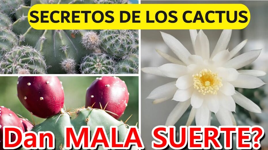 Usos de los Cactus: Descubre las múltiples aplicaciones de estas plantas en la botánica