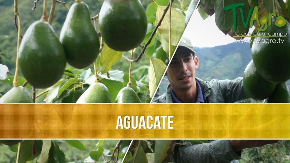 Variedades de aguacate: Conoce las diferentes especies y sus características