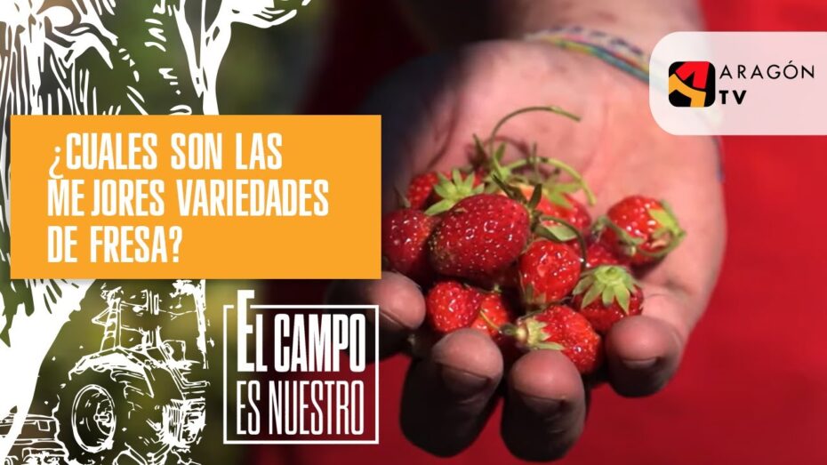 Variedades de fresas: Descubre las diferentes especies y sus características