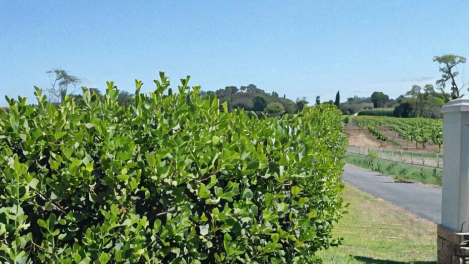 Viburnum odoratissimum: un arbusto muy resistente