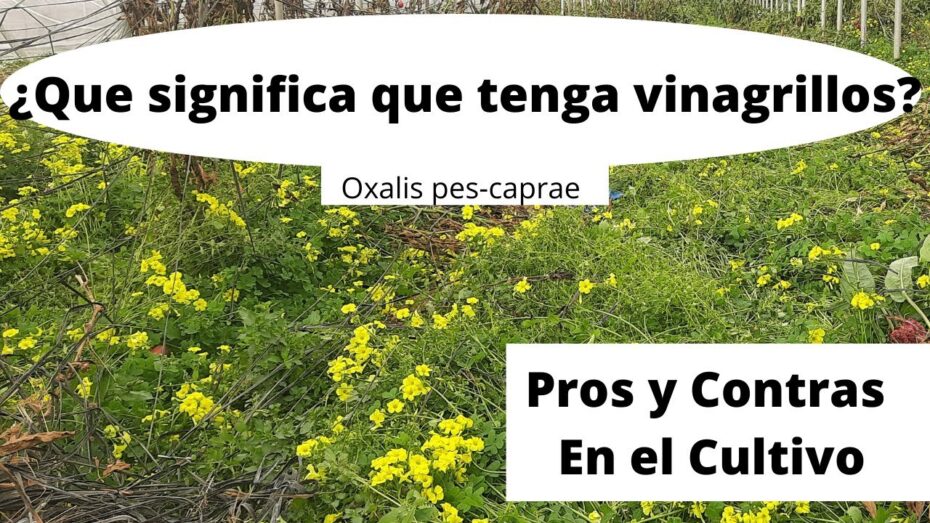 Vinagrillo (Oxalis pes-caprae): Todo lo que debes saber sobre esta planta y sus propiedades