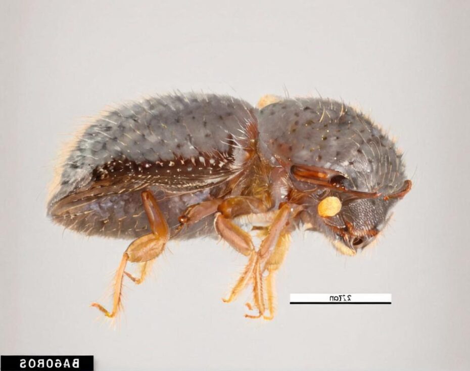 Xylosandrus compactus, un escarabajo perforador de árboles
