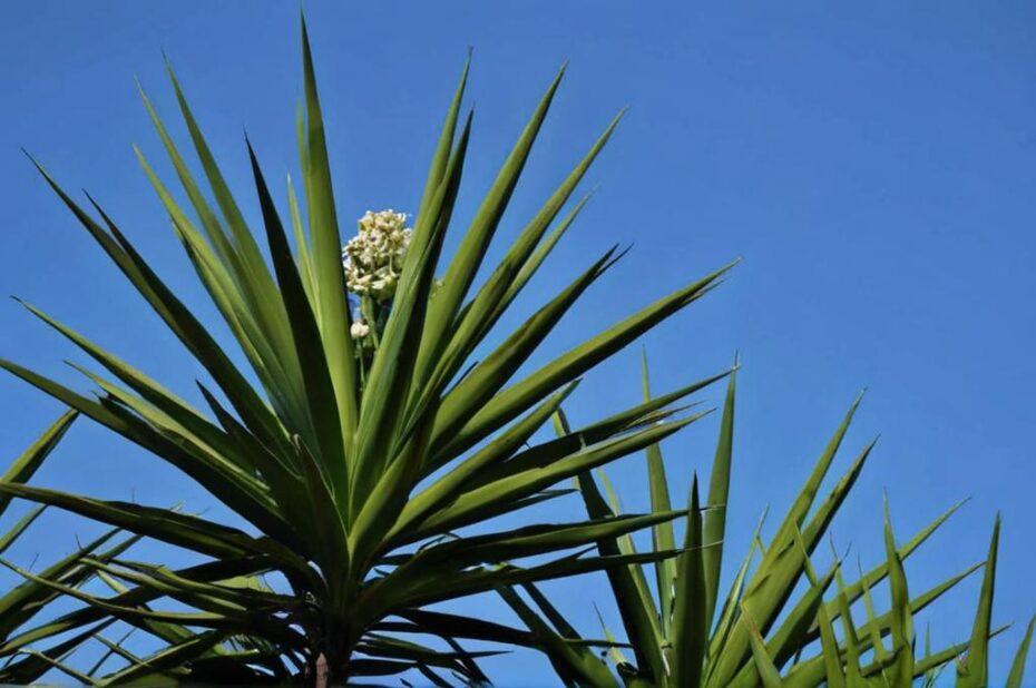 Yucca palme: características y cuidados de la falsa palmera