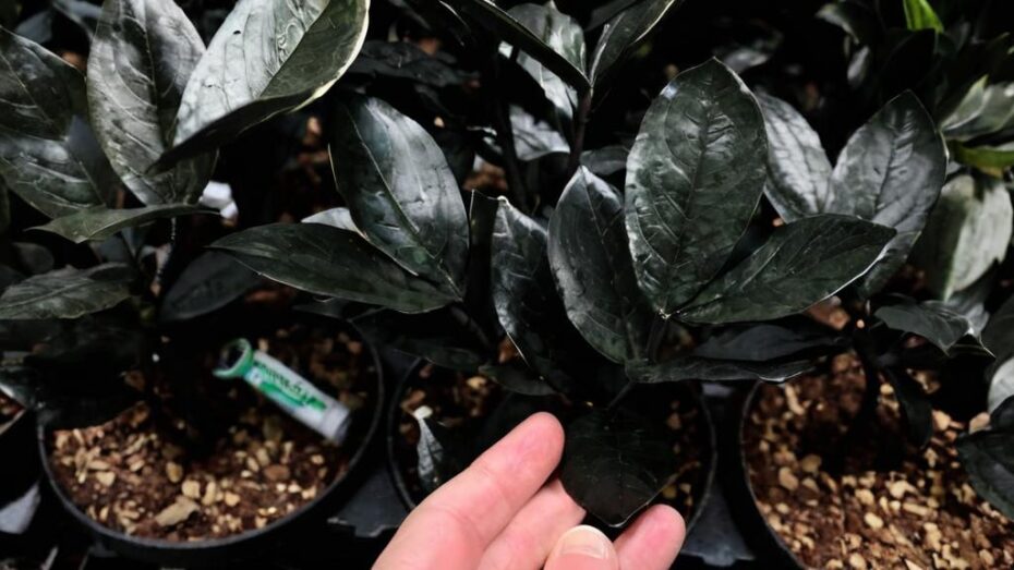 Zamioculca raven, el “must have” para cualquier principiante de las plantas