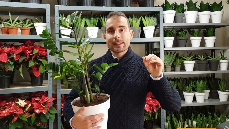 Cuidados de Zamioculcas: todo lo que necesitas saber sobre esta planta