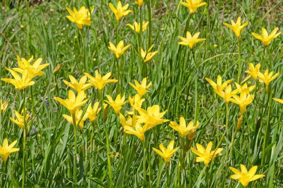 Zephyranthes flavissima